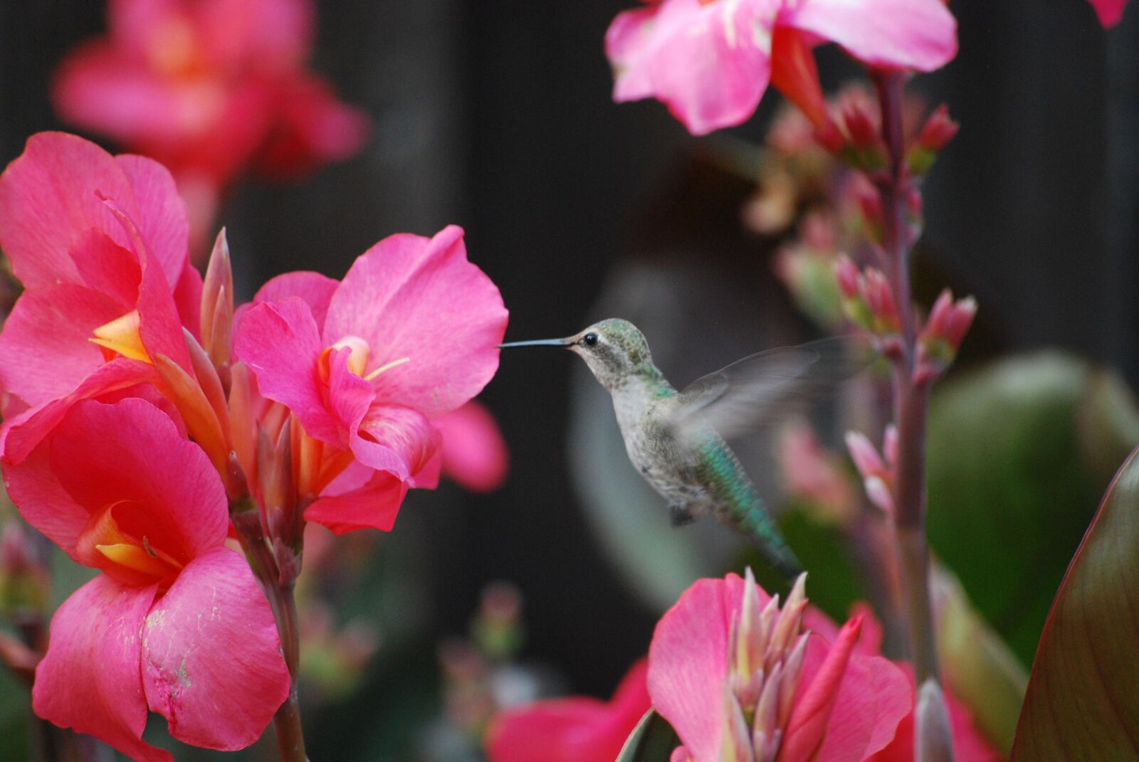 Hummingbird in the canna lilies